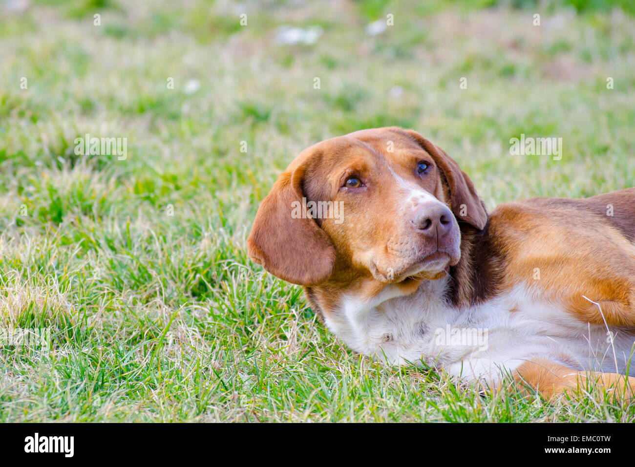 Sad old dog with orange reddish fur lying in the grass Stock Photo