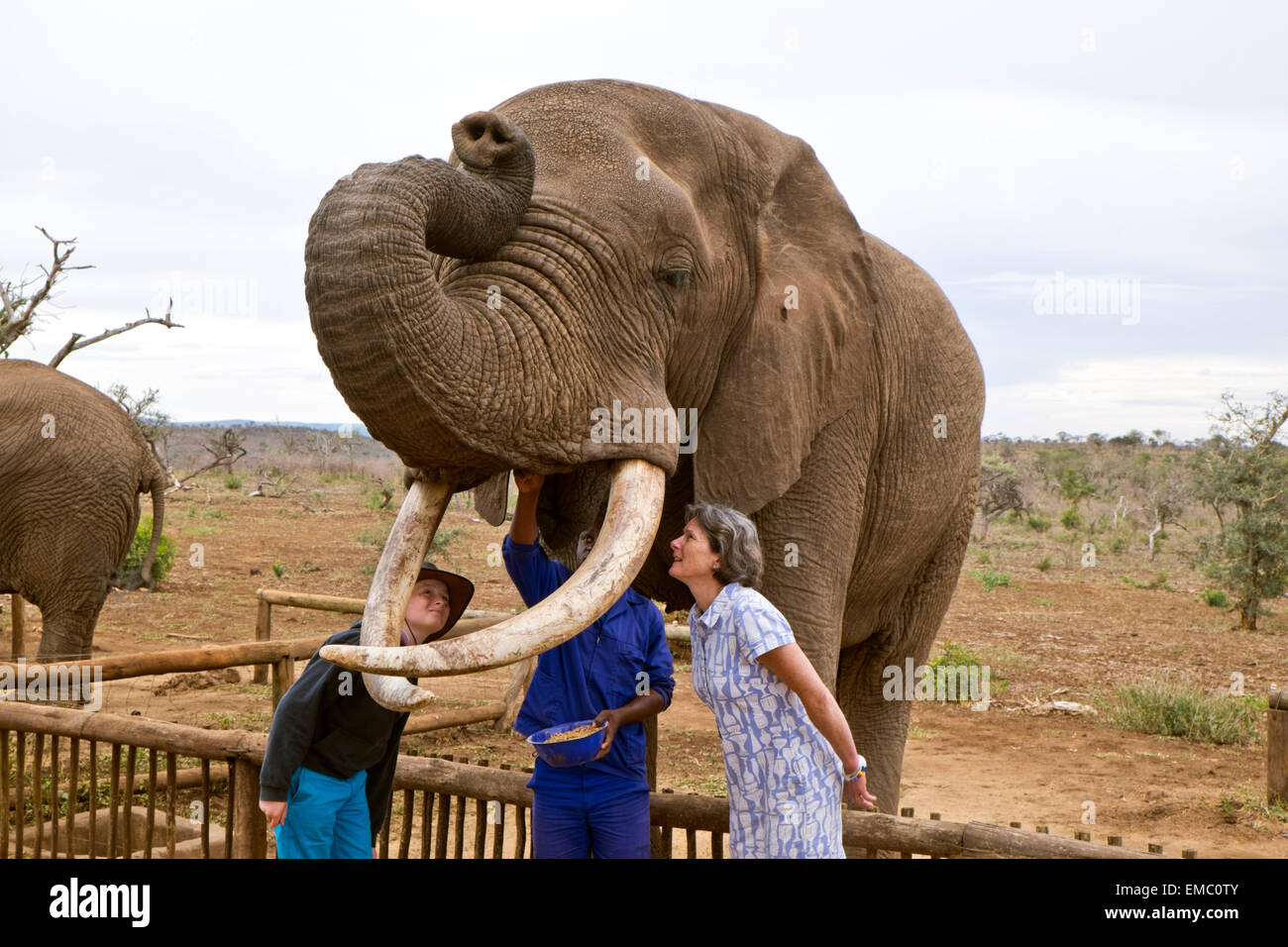 Visitors attending an elephant interaction at an instructional venue on ...