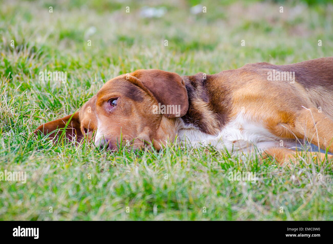 Sad old dog with orange reddish fur lying in the grass Stock Photo