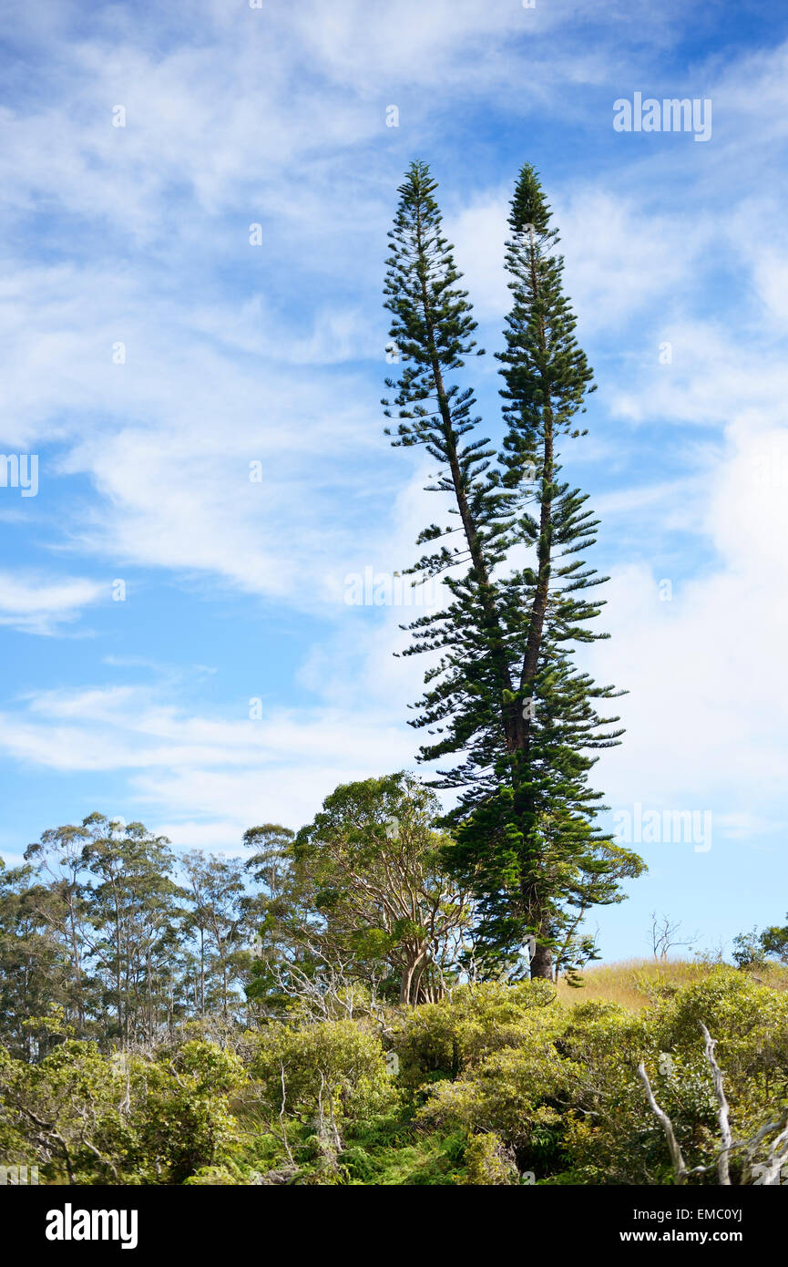 Hawaii pine tree hires stock photography and images Alamy