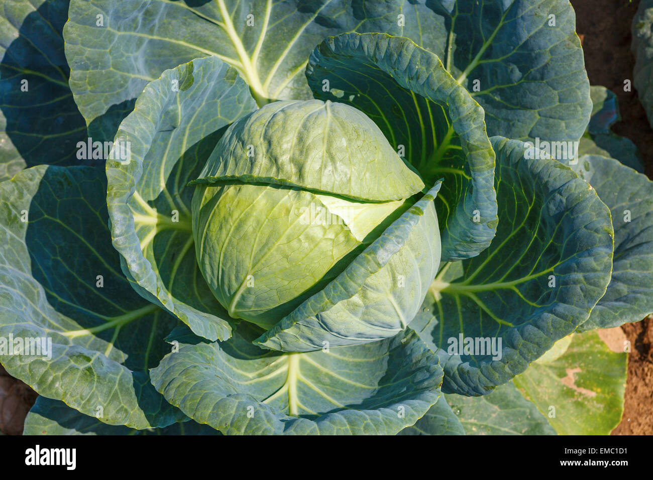 Mature cabbage plant hires stock photography and images Alamy