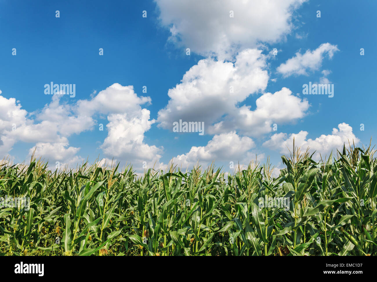 Green corn field under blue cloudy sky Stock Photo - Alamy