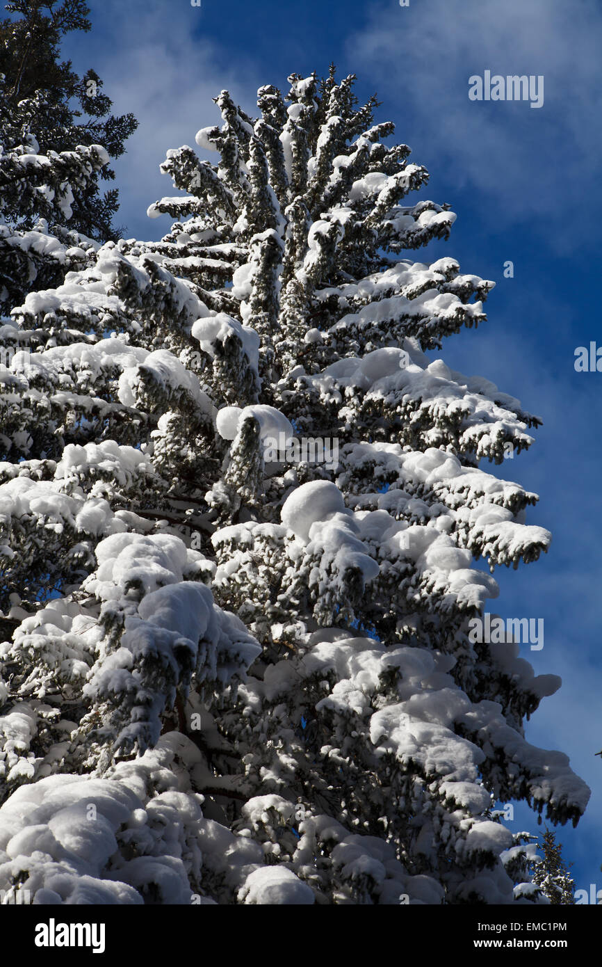 Pine covered by snow against blue sky Stock Photo - Alamy