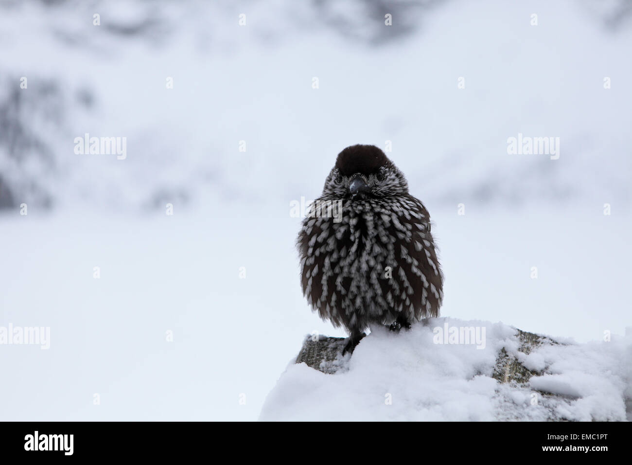 Nutcracker bird sitting on the snow Stock Photo