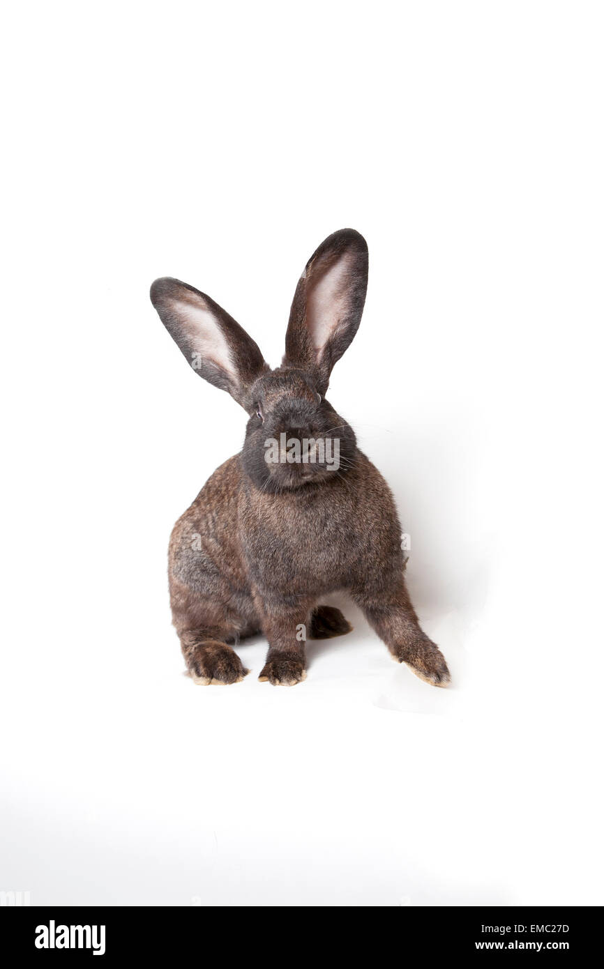 Brown rabbit in front of white background Stock Photo