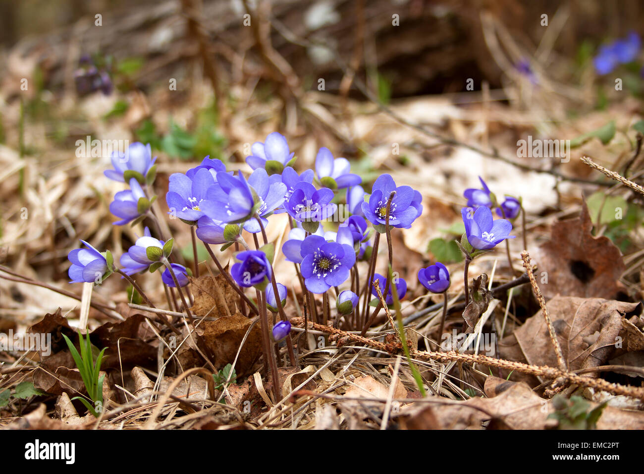 Spring flowers in the forest Stock Photo - Alamy