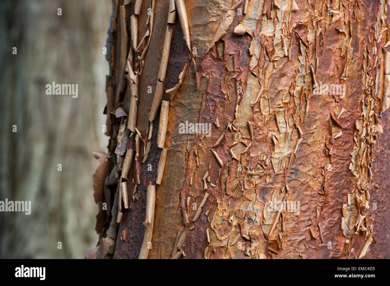 Acer griseum. Paperbark maple tree with peeling bark Stock Photo - Alamy