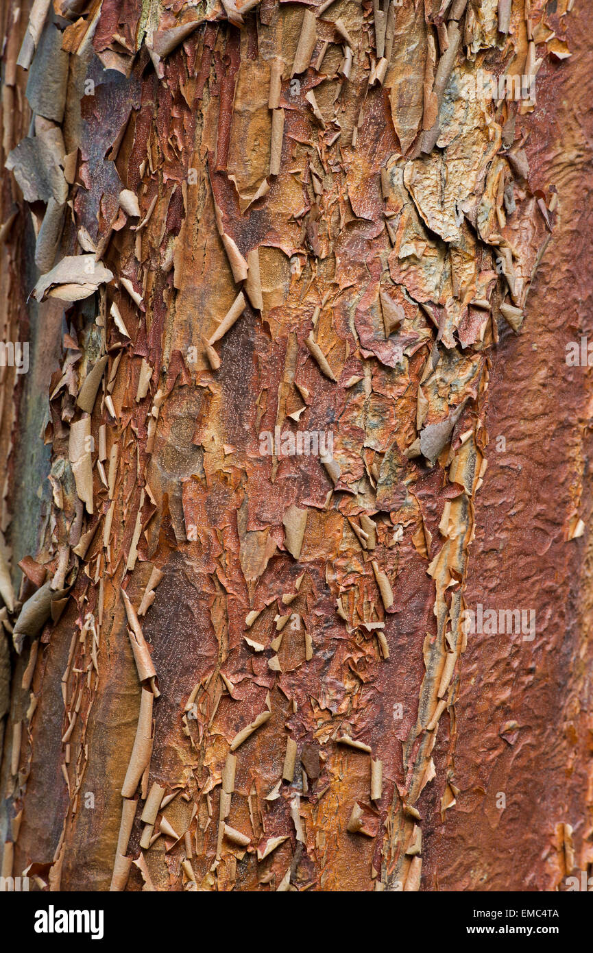 Acer griseum. Paperbark maple tree with peeling bark Stock Photo - Alamy