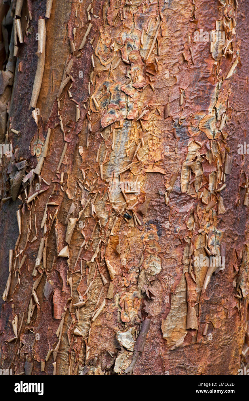 Acer griseum. Paperbark maple tree with peeling bark Stock Photo - Alamy