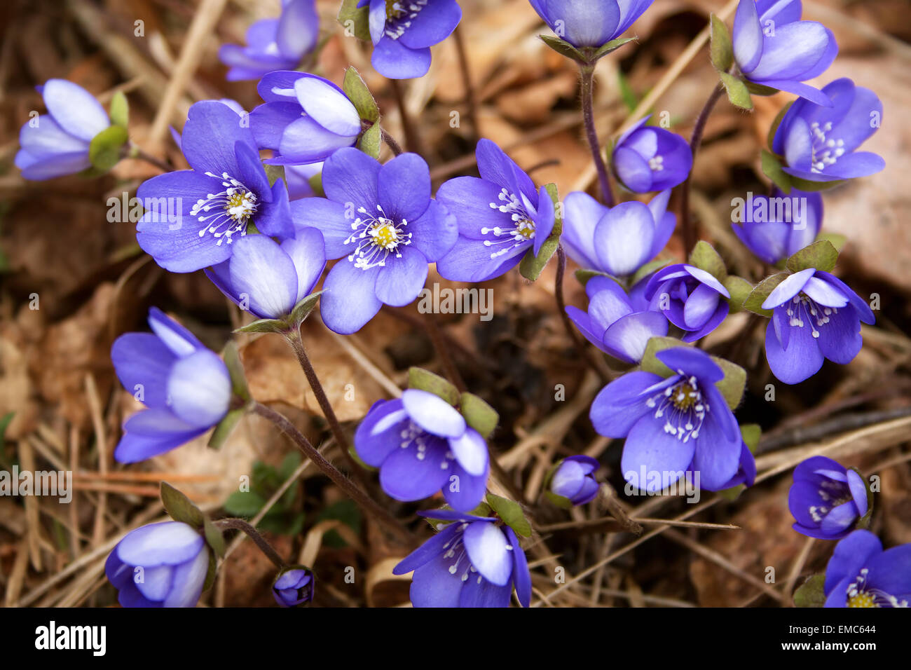 Spring flowers in the forest Stock Photo - Alamy
