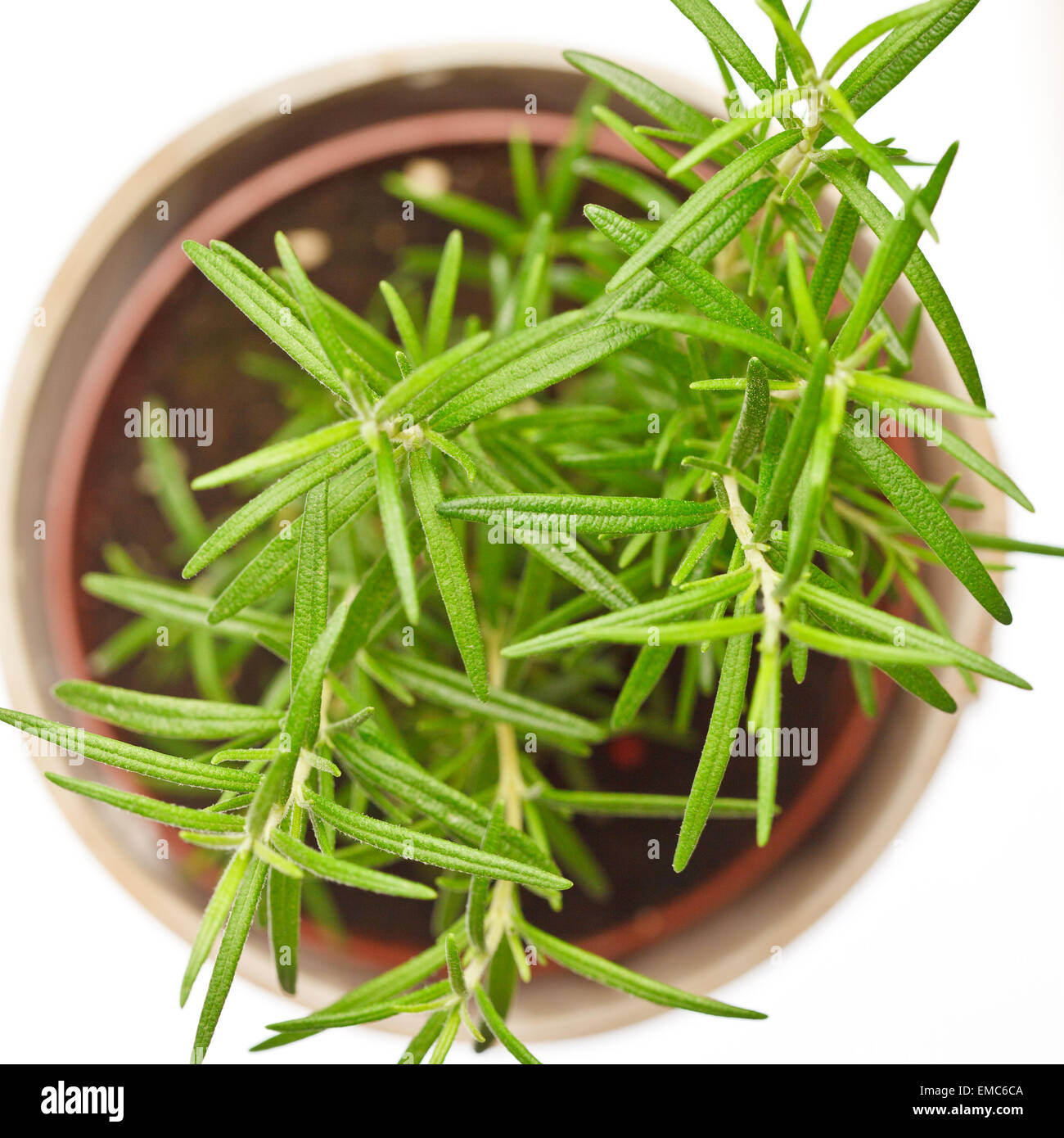 Rosemary herb in pot Stock Photo Alamy