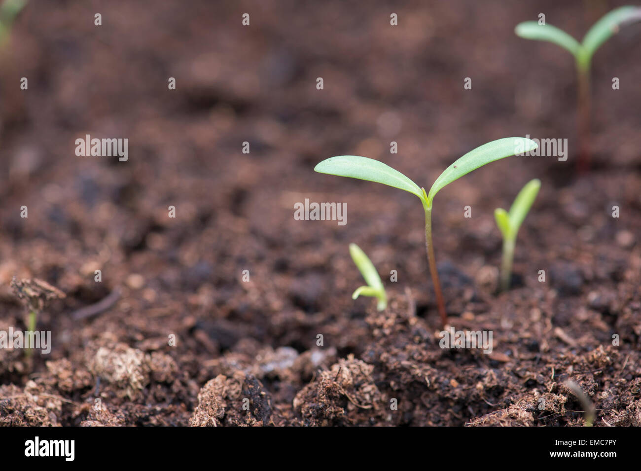 cosmos seedlings leggy cosmos seedlings leggy