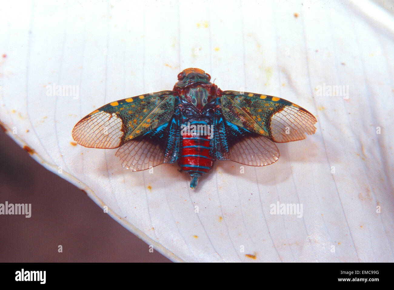 Tropical Cicada (Cicadidae) Venezuela Stock Photo