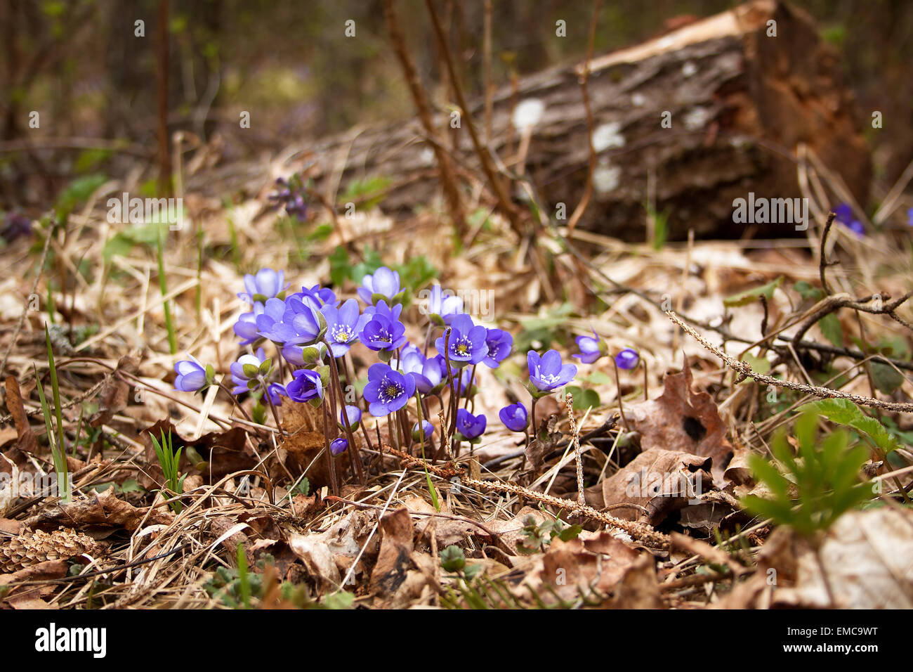Spring flowers in the forest Stock Photo - Alamy
