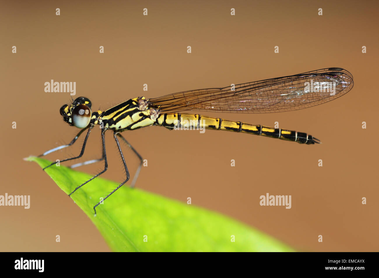 Libellago lineata hires stock photography and images Alamy