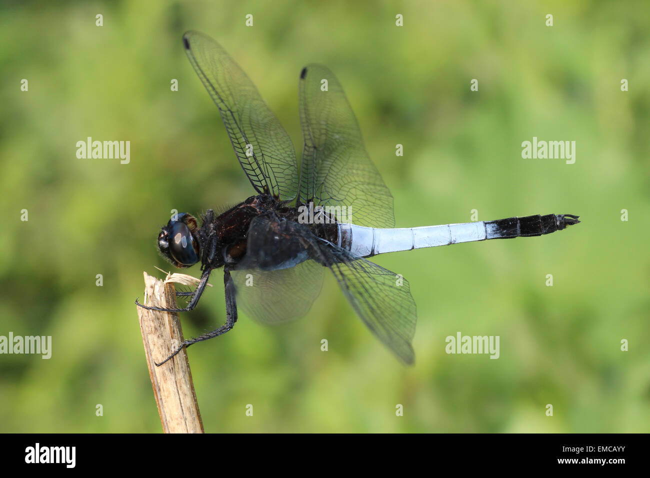 Blue-tailed Forest Hawk a.k.a.  Lesser Blue Skimmer Orthetrum triangulare triangulare Stock Photo