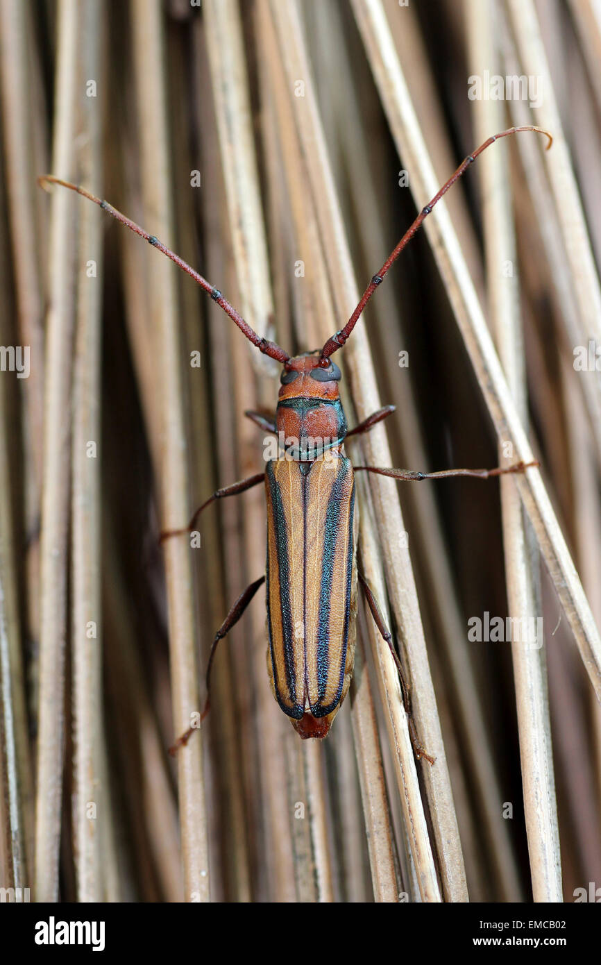 Monkeypod Roundheaded Borer, A species Of Longhorn Beetle Xystocera globosa Stock Photo