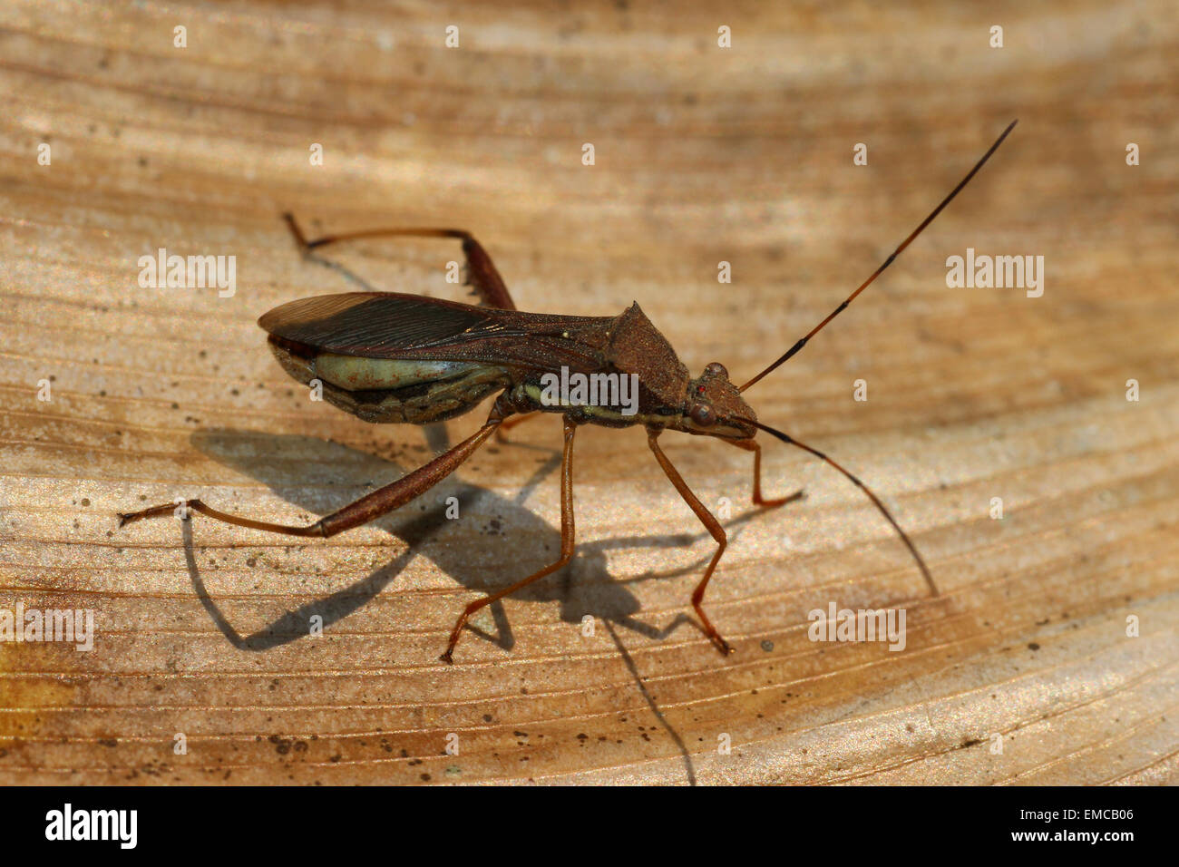 Soybean Pod Bug Riptortus linearis Stock Photo