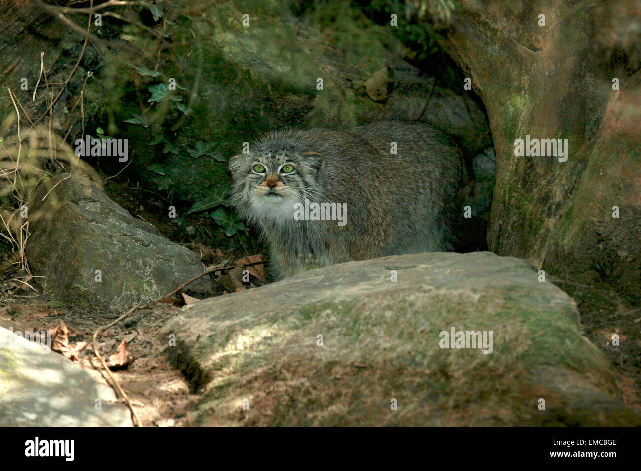 Manul or Pallas Cat (Otocolobus manul) Stock Photo