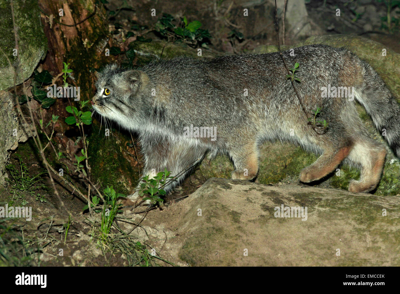 Manul or Pallas Cat (Otocolobus manul) Stock Photo