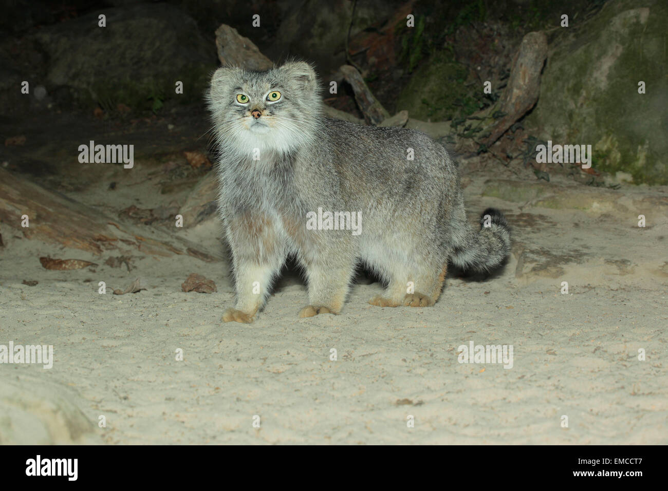 Manul or Pallas Cat (Otocolobus manul) in natural habitat Stock Photo