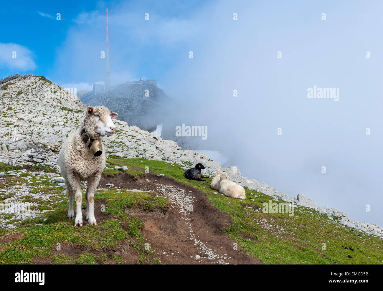 Switzerland, Canton of Appenzell Innerrhoden, Mountain Saentis, sheep at Lysengrat hiking trail Stock Photo