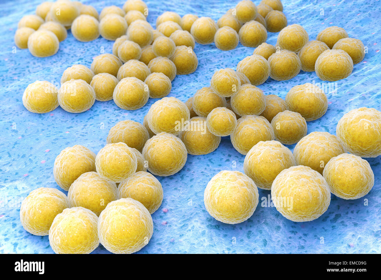 Staphylococcus aureus Stock Photo