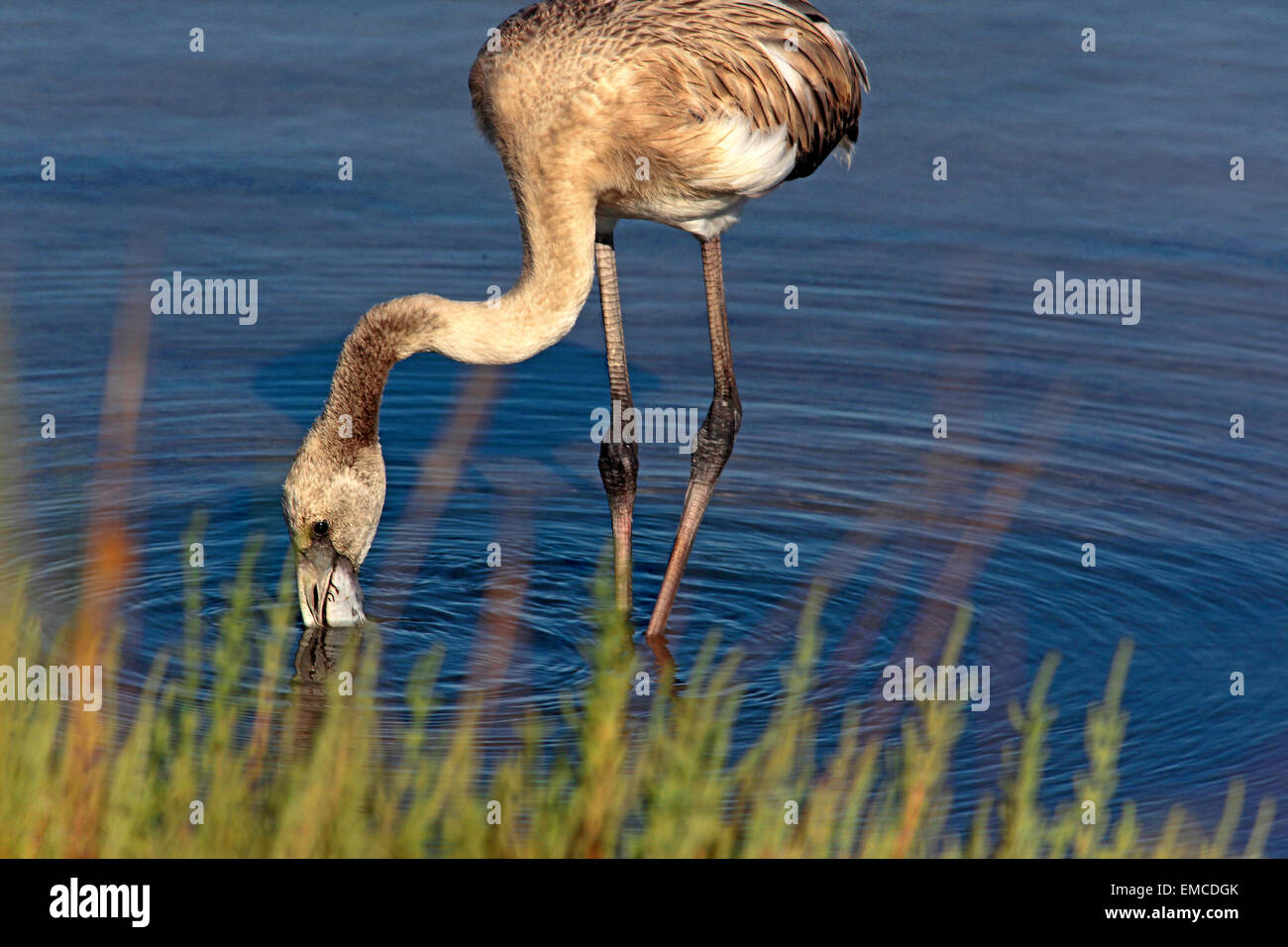 Young Roseate Flamingo (Phoenicopterus roseus) eating in Water Stock Photo
