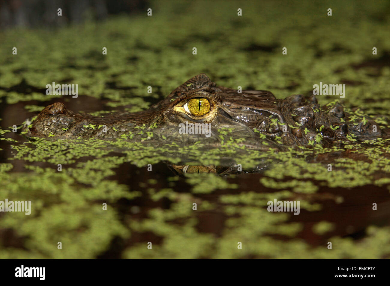 Spectacled Caiman (Caiman crocodilus) emerging on the swamp water Stock Photo