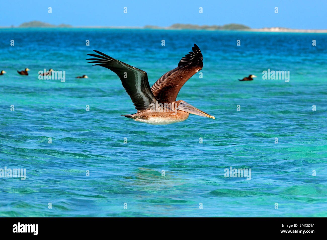 Alcatraz or Brown Pelican (Pelecanus occidentalis) immature in flight over the sea Stock Photo