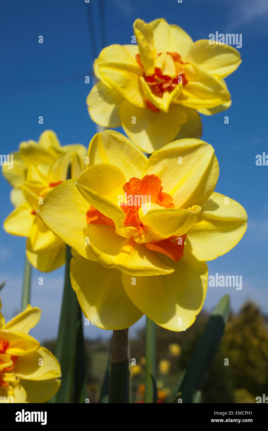Daffodil narcissus Crowndale 4YO with its bright yellow double flowers with bright orange corona segments Stock Photo