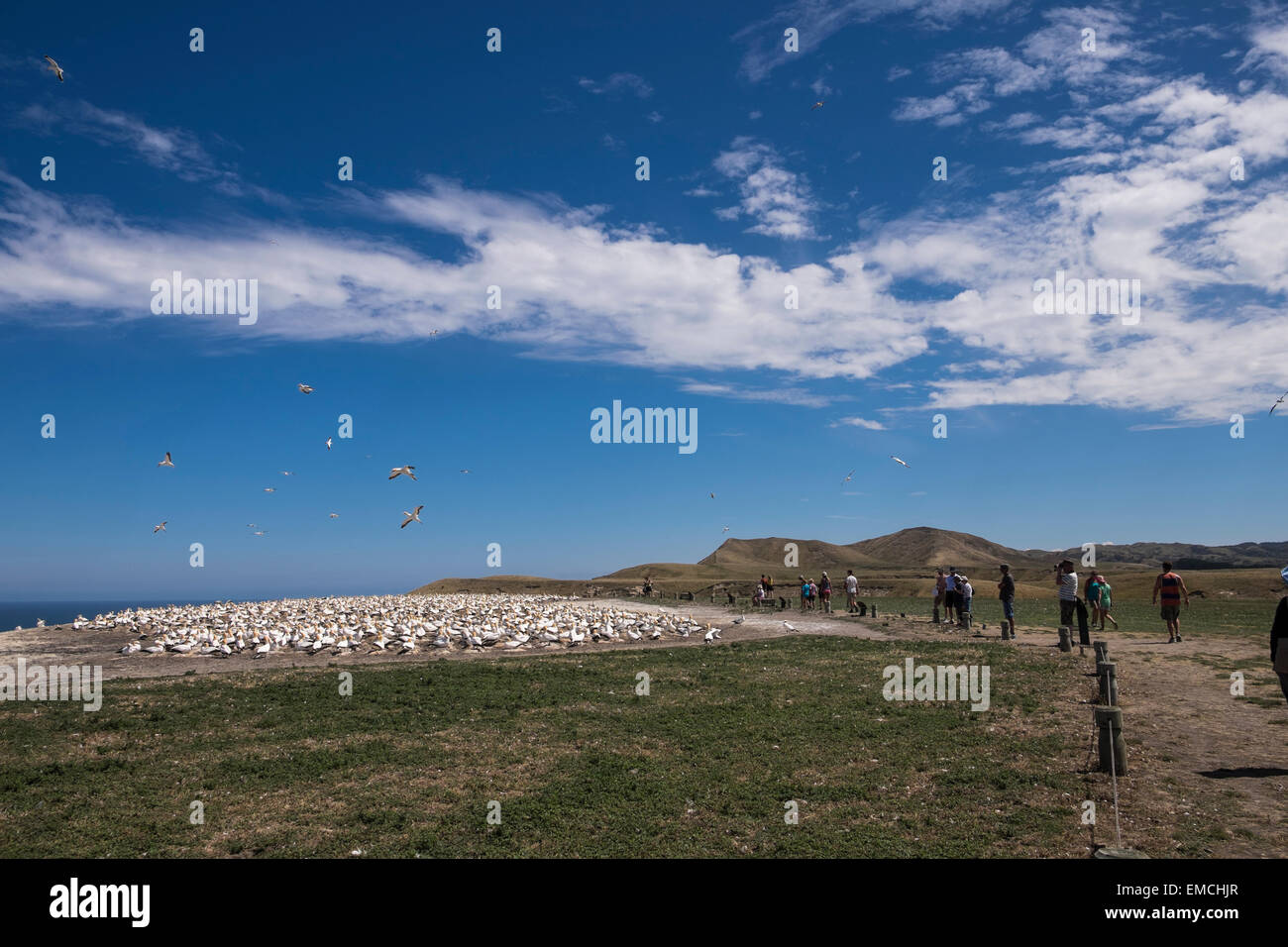 The plateau gannet colony at Cape Kidnappers, New Zealand. Stock Photo