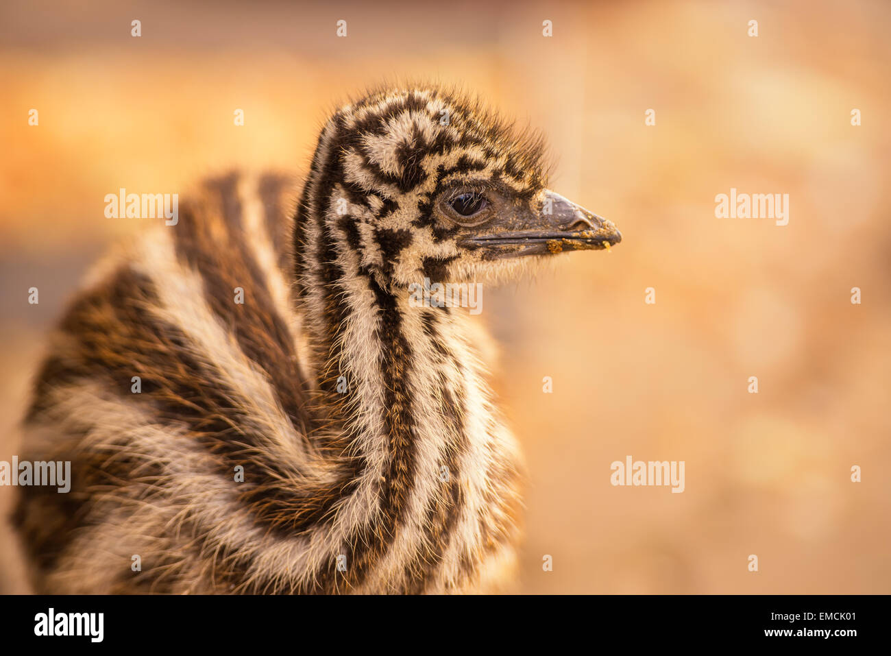 Portrait of a baby Australian Emu (Dromaius novaehollandiae) Stock Photo