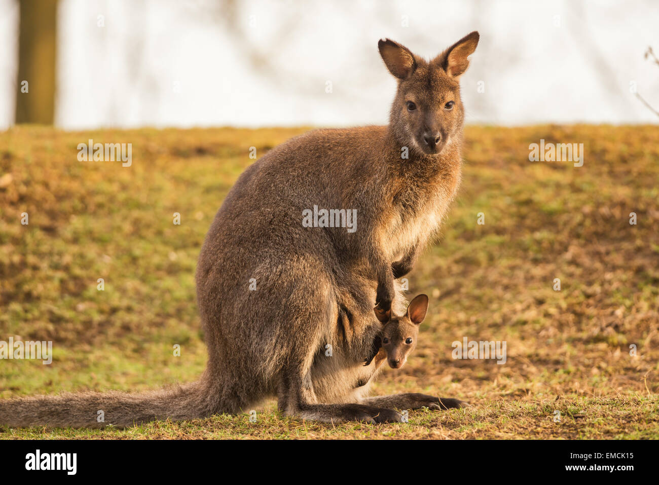 Kangaroo Mother, Common wallaroo (Macropus robustus), with a Baby Joey in the Pouch Stock Photo