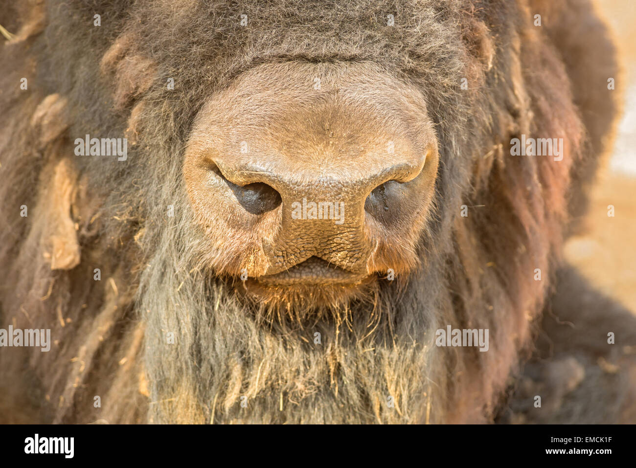 Bison nose close-up Stock Photo