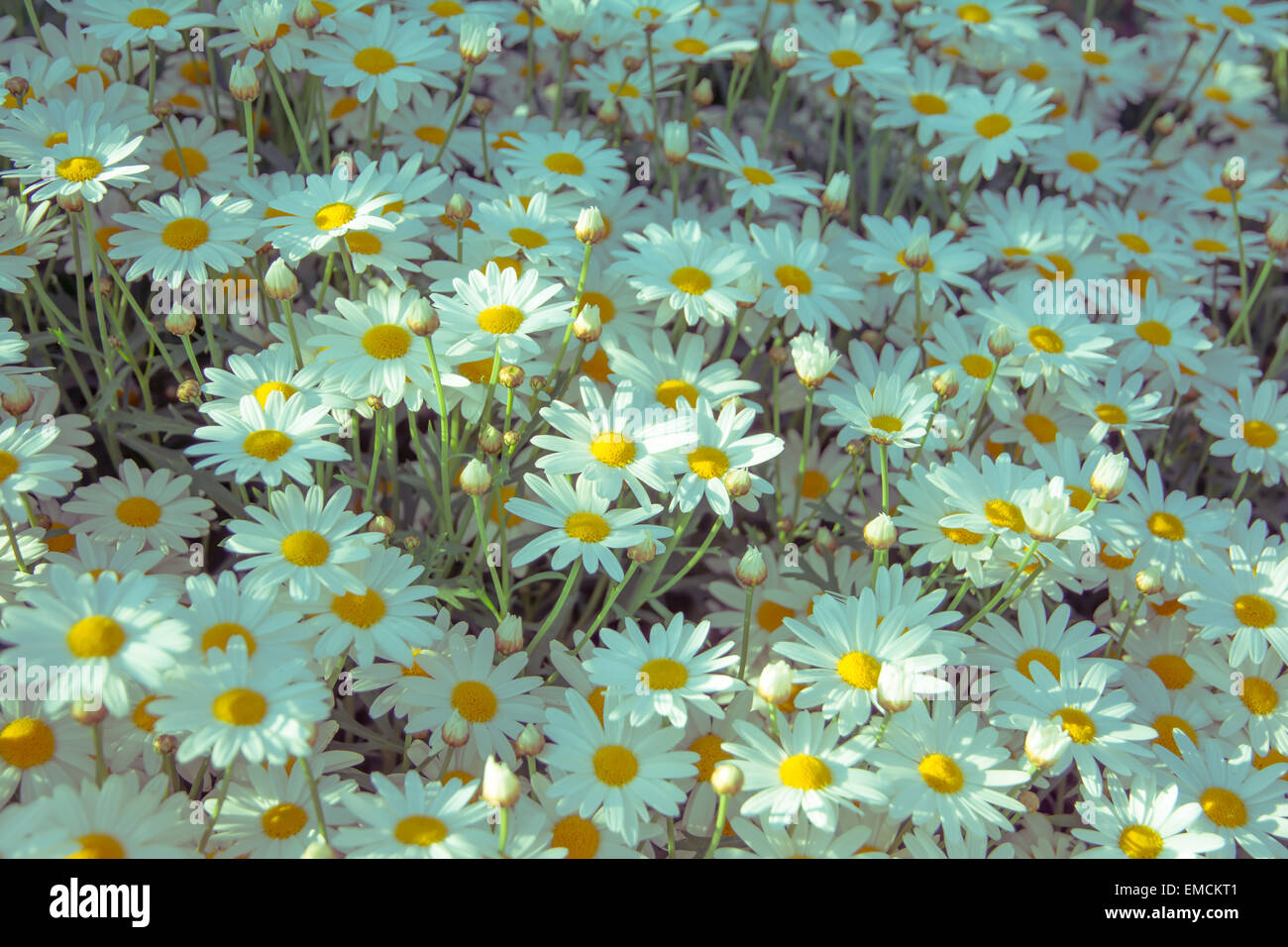 Flowers that grow naturally along nicely in Thailand Stock Photo Alamy