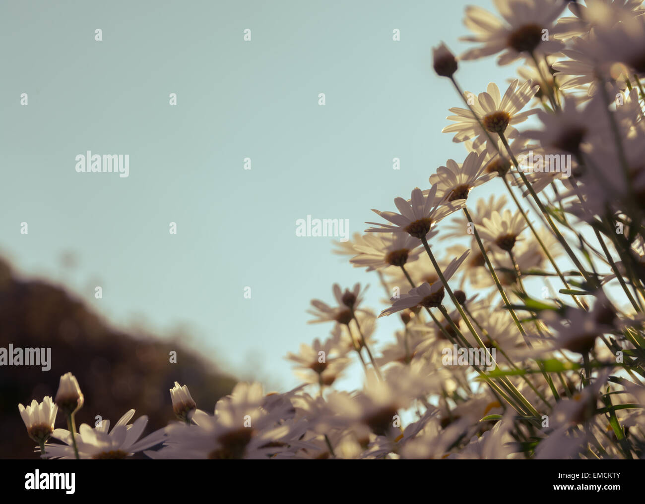 Flowers that grow naturally along nicely in Thailand Stock Photo Alamy