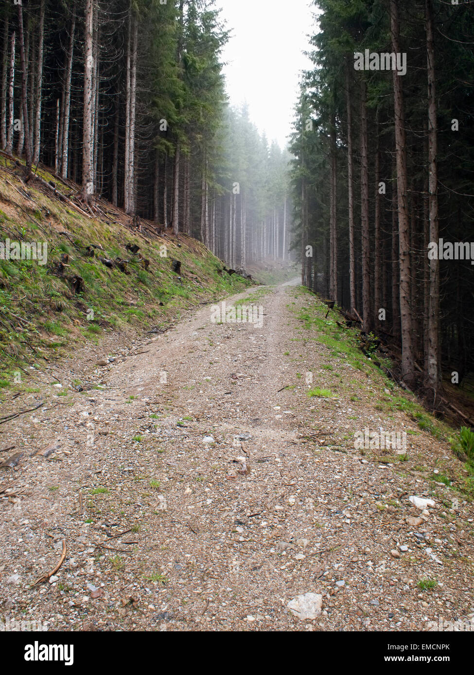 Austria, Maria Alm, forest track in autumn Stock Photo