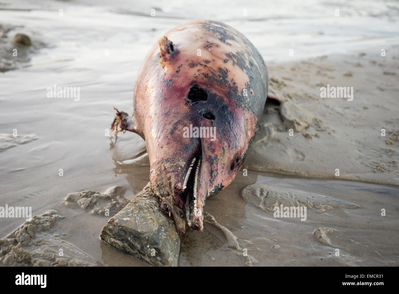 Spain, Galicia, Ferrol, Dead dolphin in state of putrefaction on the beach Stock Photo