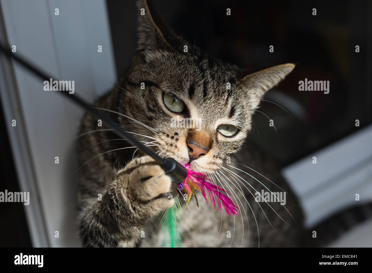 Tabby cat playing with toy feathers Stock Photo Alamy