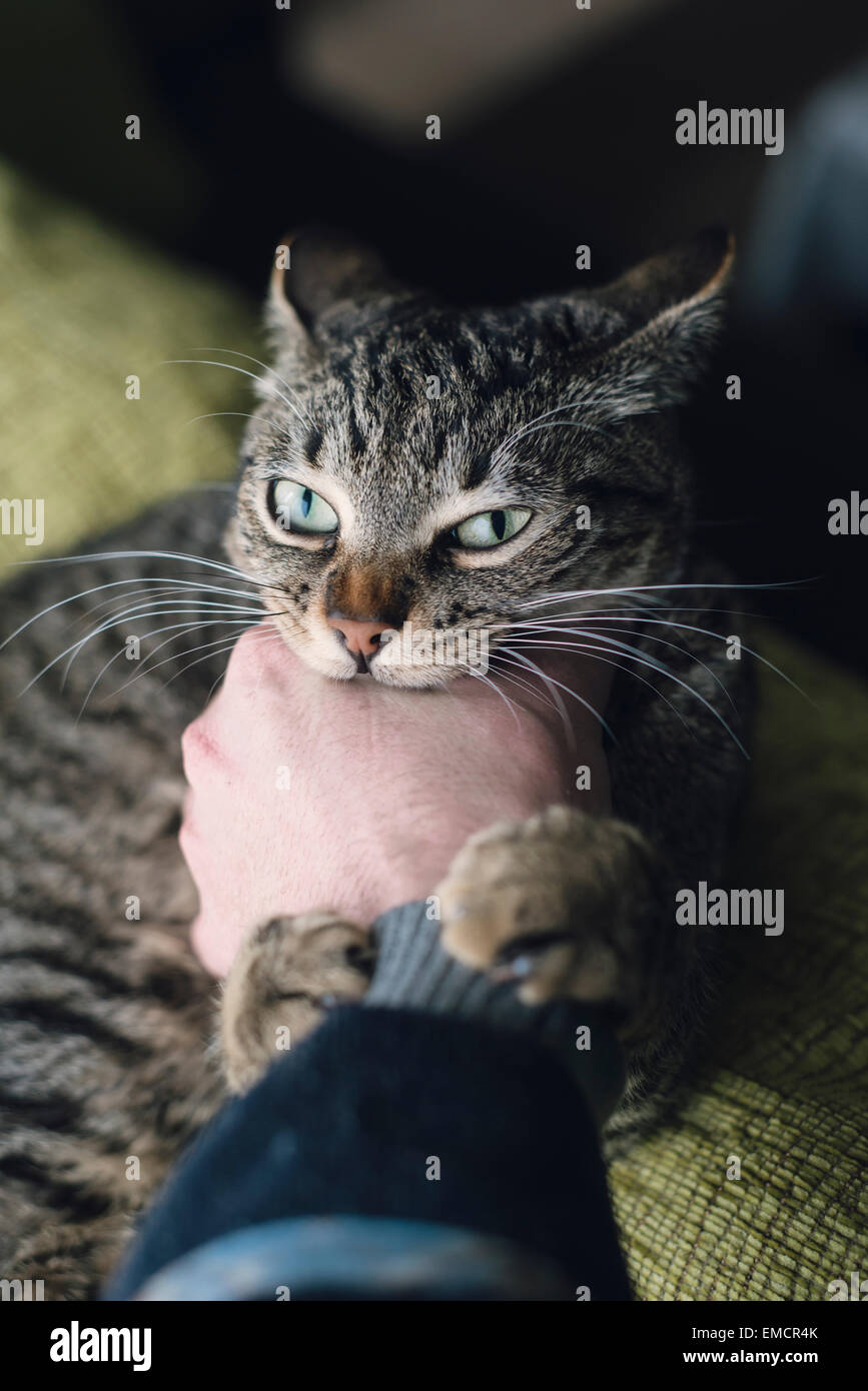 Biting paw hires stock photography and images Alamy