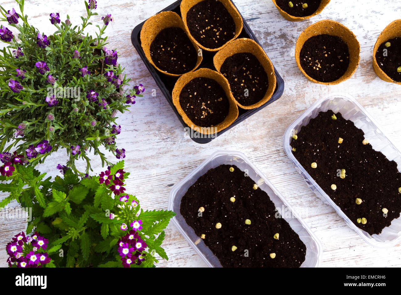 Planting flowers and vegetables at home Stock Photo Alamy