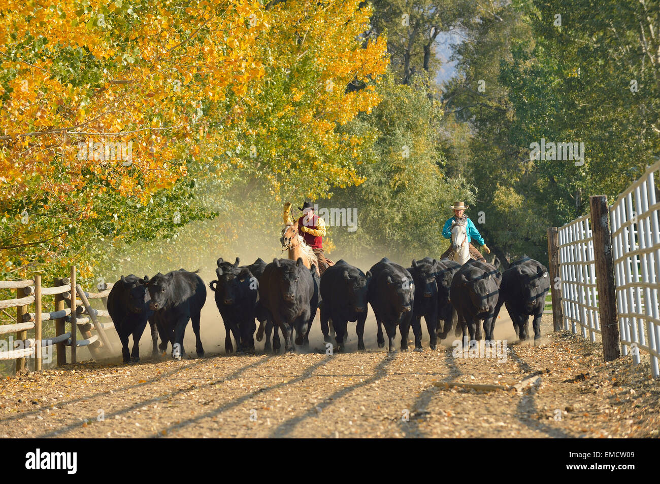 Cowgirl herding cattle hi-res stock photography and images - Alamy