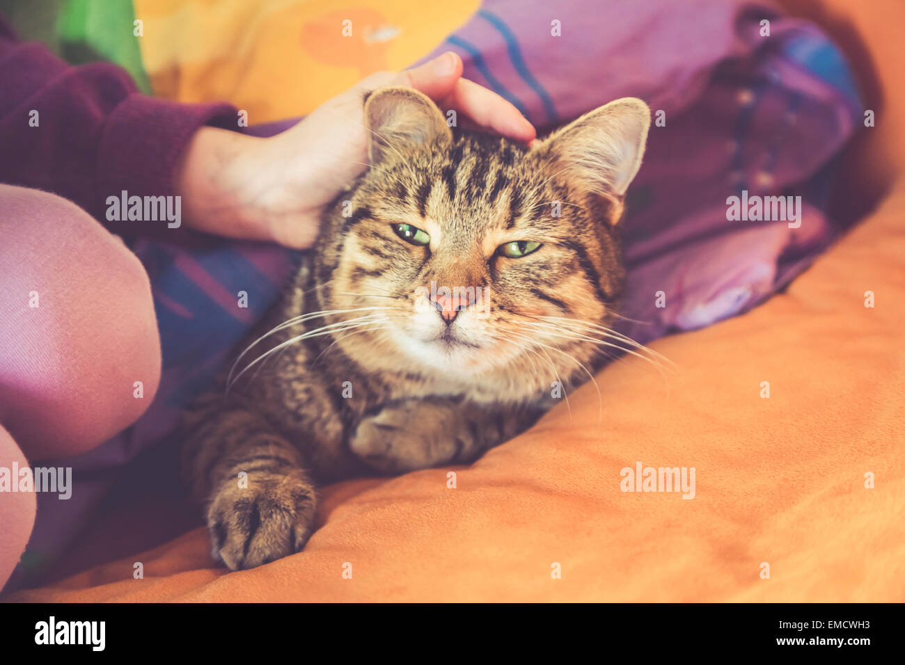 Cat relaxing under blanket Stock Photo Alamy