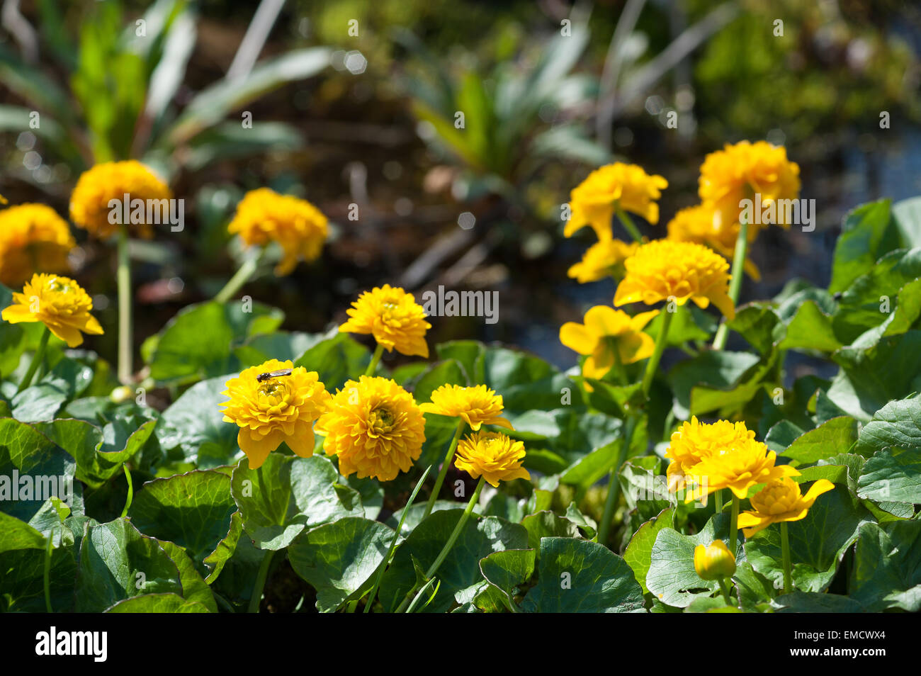 Bright Double Marsh Marigold a herbaceous perennial plant of the
