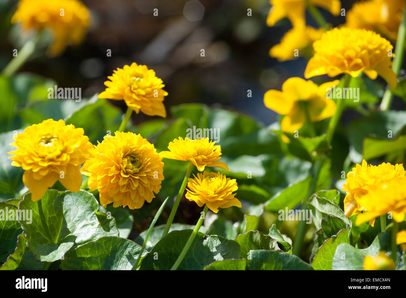 Bright Double Marsh Marigold a herbaceous perennial plant of the buttercup family Ranunculaceae