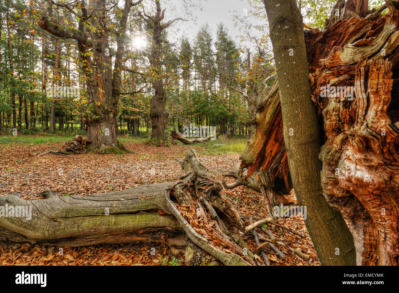 Austria, Burgenland, Liebing chestnut trees Stock Photo