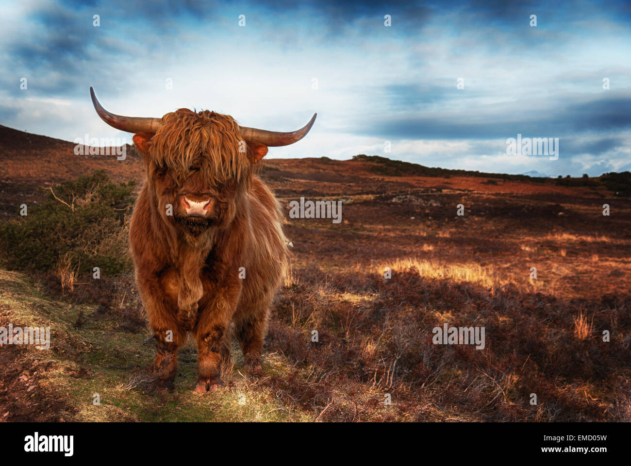 UK, Scotland, Highland cattle, Wester Ross at Laide Stock Photo