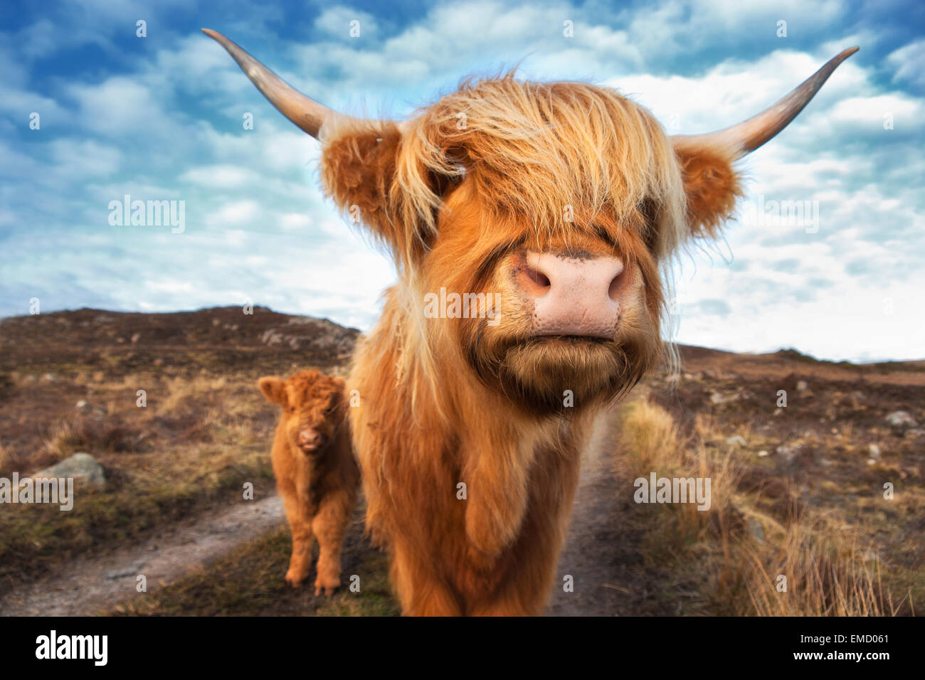 UK, Scotland, Highland cattle with with calf at Laide Stock Photo