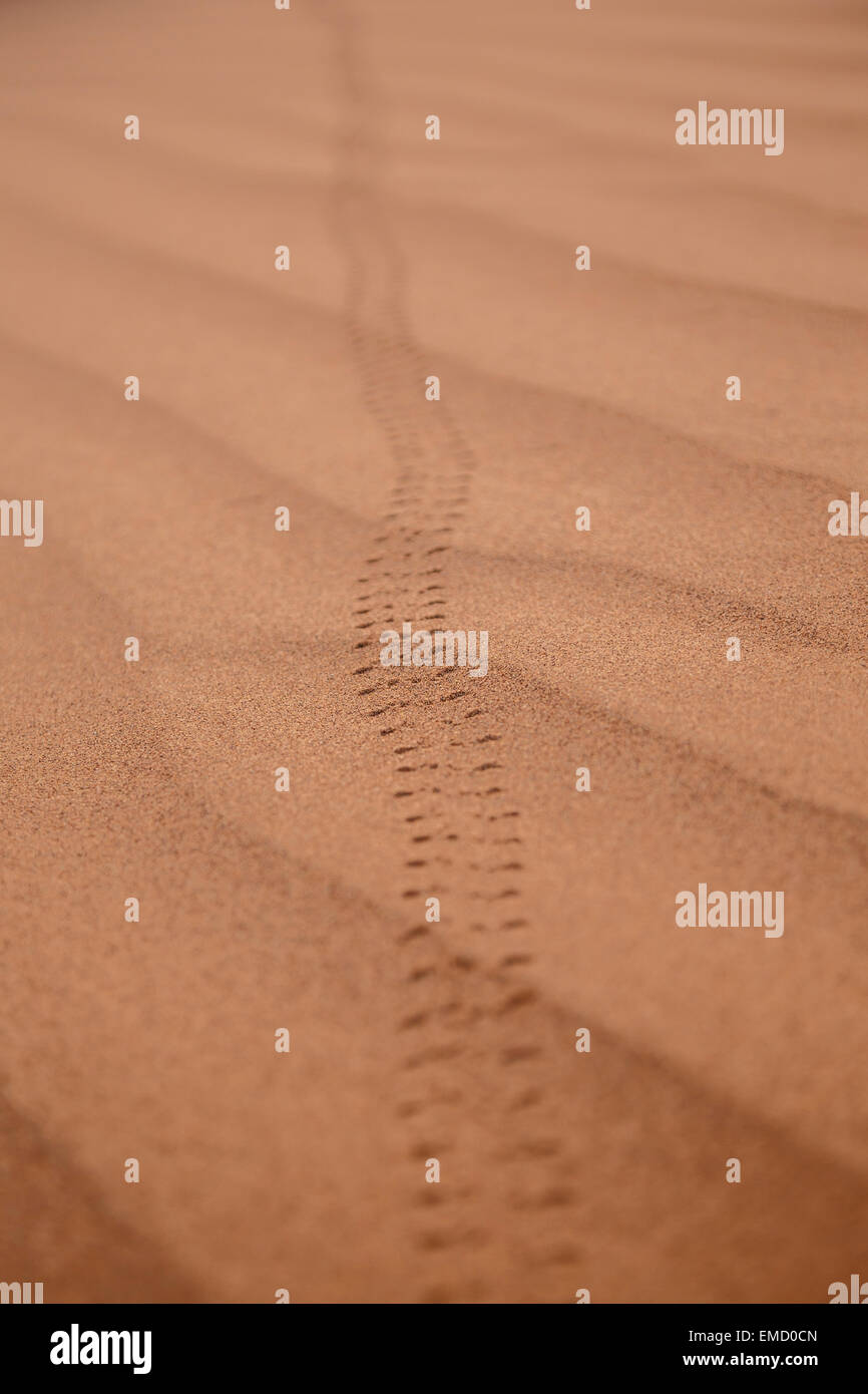 Morocco, tracks of Scarabaeus sacer beetle in sand Stock Photo